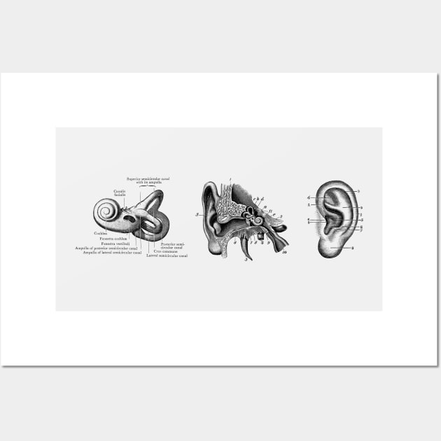 Human Ear Anatomy Diagram Wall Art by Vintage Anatomy Prints